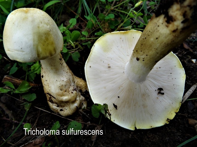 Tricholoma sulfurescens-amf1884.jpg - Tricholoma sulfurescens ; Nom français: Tricholome jaunissant
